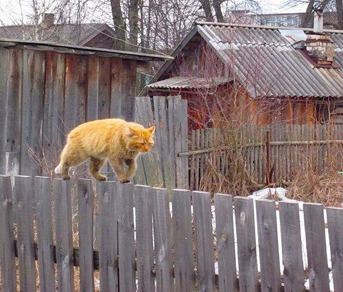 Cat #4