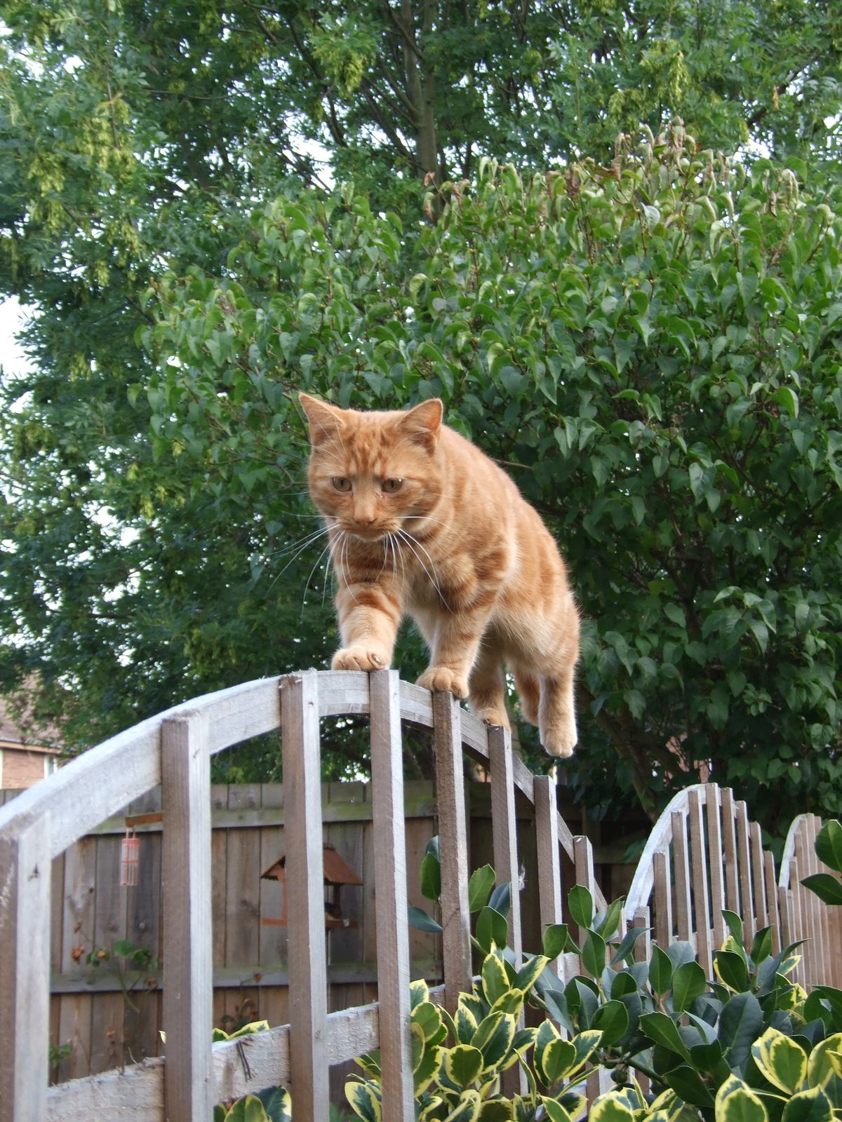 Cat #3