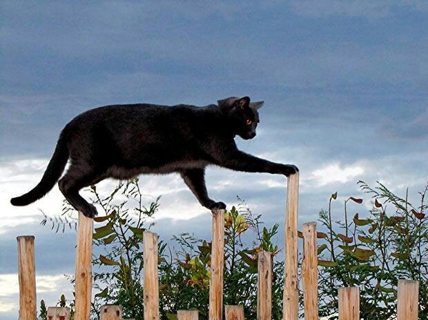 Cat #9