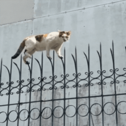 Cat walking on a sharp fence