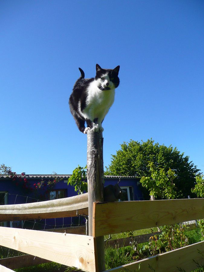 Cat #10