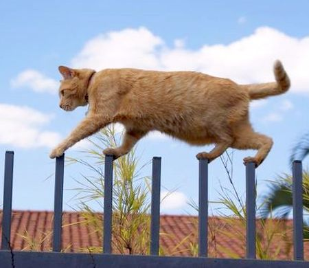 Cat #7