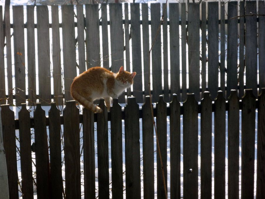 Cat #5